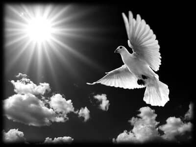 Белый голубь