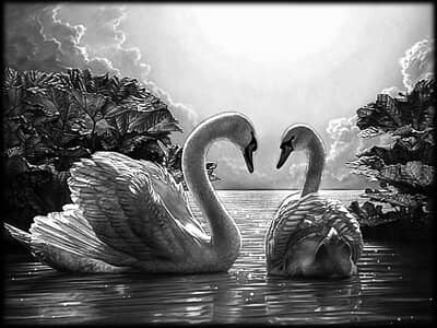 Лебединная пара