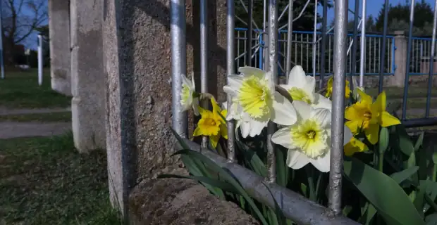 Какие цветы посадить на кладбище